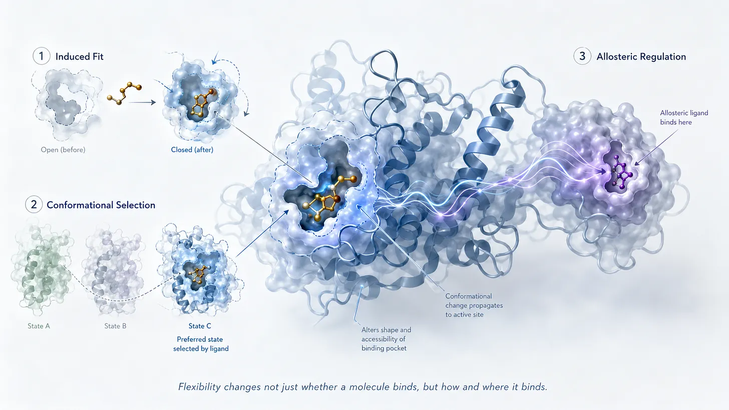 Protein Flexibility and Molecular Recognition